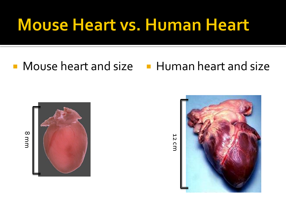 Comparison-of-Human-Cardiac-Tissue-and-Mouse-Cardiac-Tissue-Slide3